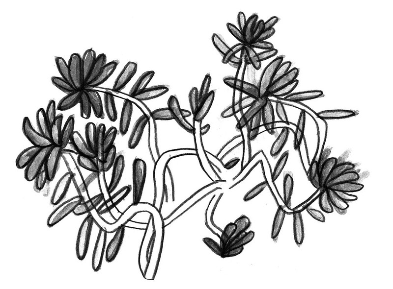 verzweigt_lange-enden